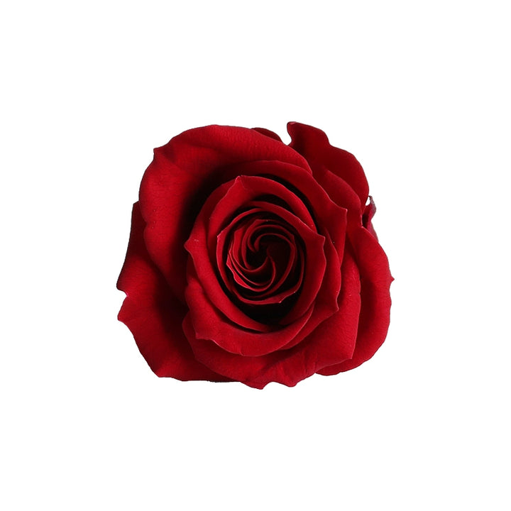 Japan EarthMatters Preserved Roses – 3.5-4.5CM Single Bloom for DIY Floral Decor