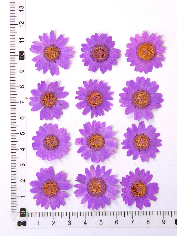 12 Pcs Pressed Dried Dyed Daisy Flowers