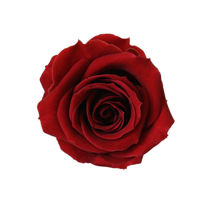 Elegant Preserved Primavera Roses - Single Bloom 3.5-4.5cm