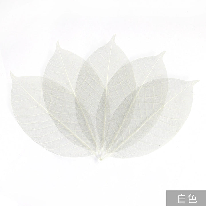 transparent-skeleton-leaves-for-diy-floral-decoration-7-9cm-multi-color-preserved-leaves