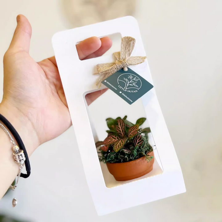 Mini Succulent Plant Packaging Gift Box Pack 20