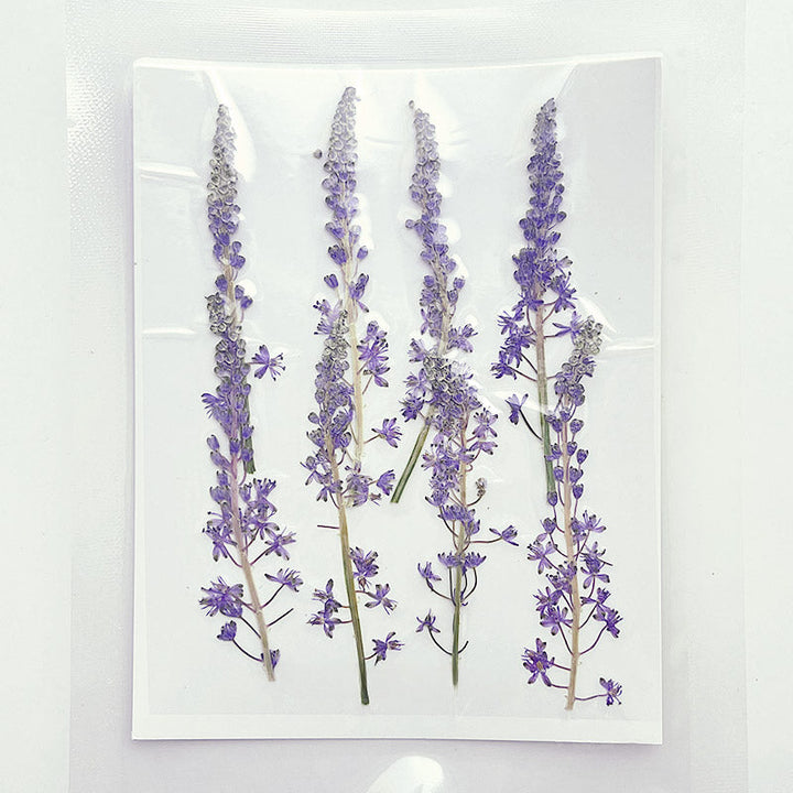 4 Pcs Dried Pressed Portuguese Squill Flower