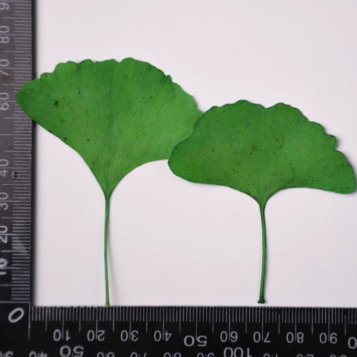 12 Pcs Dried Pressed Ginkgo Leaves for Crafts