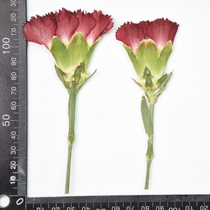 6 Pcs Dried Pressed Carnation Flower for Crafts