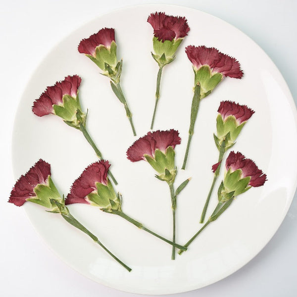 6 Pcs Dried Pressed Carnation Flower for Crafts