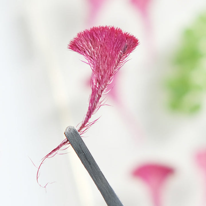 50 Pcs Dried Pressed Cockscomb Flowers