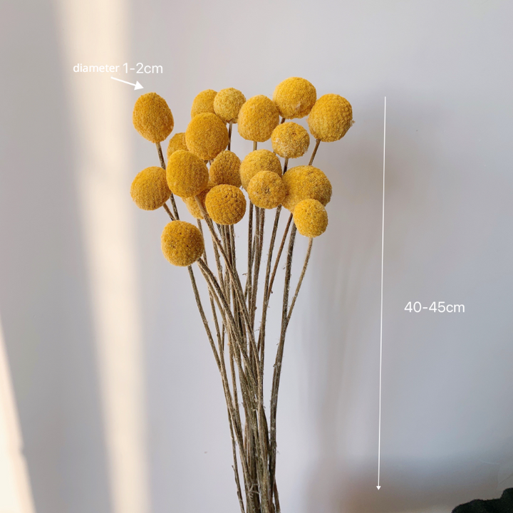 18 Stems Natural Dried Billy Balls Flowers