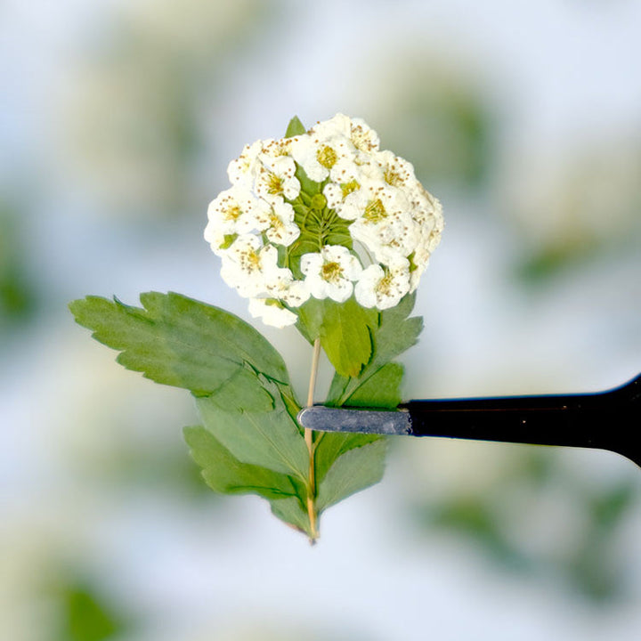 50 Pcs Real Dried Pressed Spirea Flowers