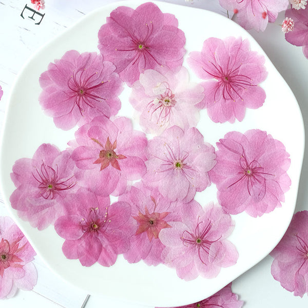 50 Pcs Real Dried Pressed Cherry Blossom Flowers