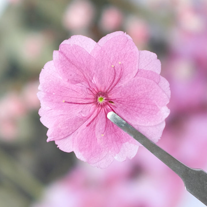 50 Pcs Real Dried Pressed Cherry Blossom Flowers