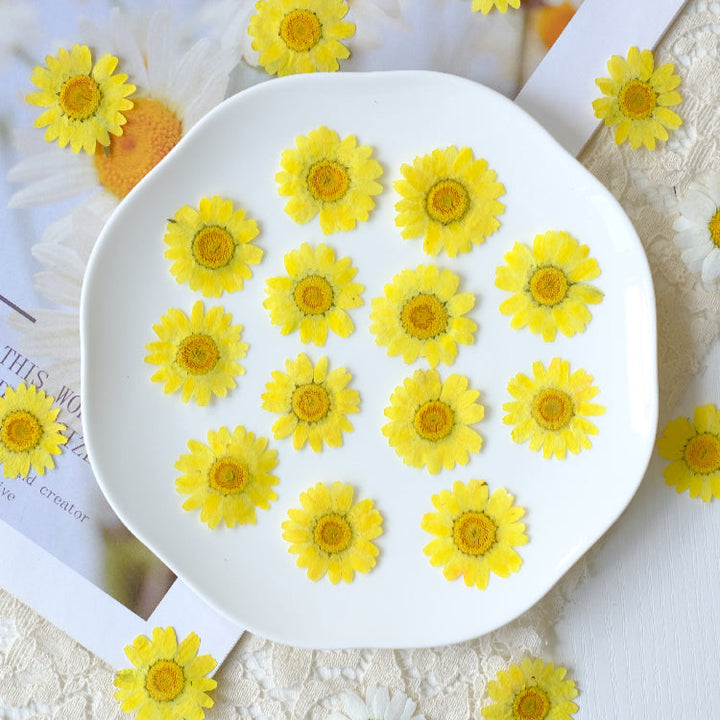 12 Pcs Pressed Dried Dyed Daisy Flowers