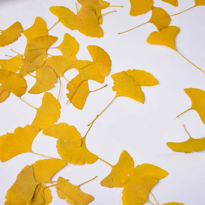 12 Pcs Dried Pressed Ginkgo Leaves for Crafts