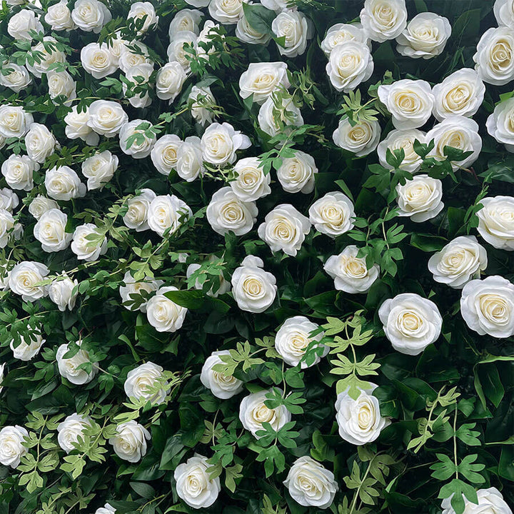 White roses blooming on a backdrop of rich green leaves.
